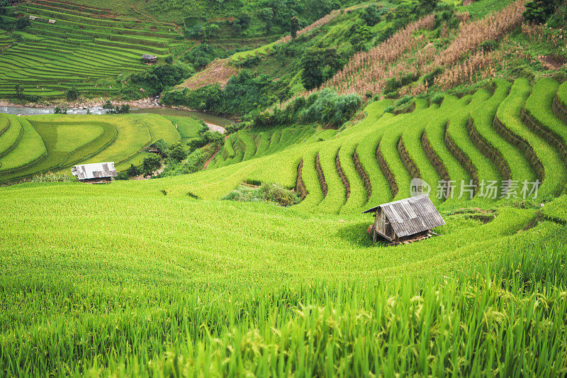 美丽的风景，绿色的稻田准备在越南西北部的梯田日落山在木仓寨，Yen Bai，越南